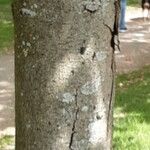 Aesculus pavia Bark