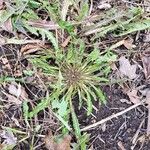 Taraxacum palustre 整株植物