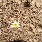 Tulipa biflora Kukka