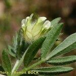 Anthyllis cornicina その他の提案
