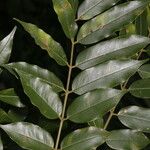 Andira inermis Leaf