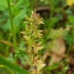 Veronica verna Leaf