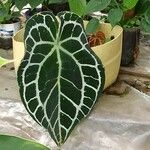 Anthurium crystallinum Hoja