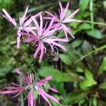 Lychnis flos-cuculi Blüte
