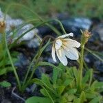 Gagea serotina Flower