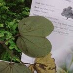 Bauhinia racemosa Hoja