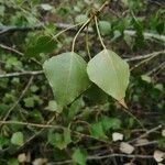 Populus nigraBlad