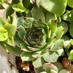 Sempervivum calcareum Leaf