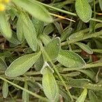 Alyssum montanum ഇല