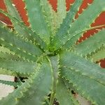 Aloe arborescens Foglia