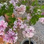 Syringa pubescens Blomma