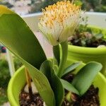 Haemanthus albiflos Lorea