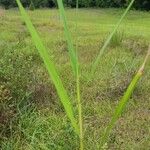 Phragmites australisList