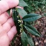 Sarcococca ruscifolia Blad