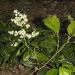 Pleuranthodendron lindenii Іншае