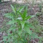 Lactuca biennis Habit