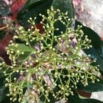 Photinia serratifolia Flower