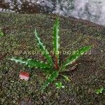 Schismatoglottis patentinervia Hoja