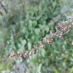 Artemisia vulgarisFlor