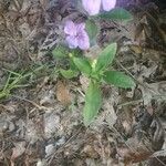 Ruellia humilisFolio