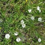 Ranunculus amplexicaulis Flor