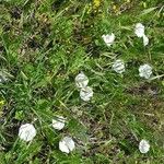 Ranunculus amplexicaulis Flower