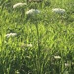 Heracleum sphondyliumFoglia