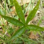 Cardamine pentaphyllos Ліст