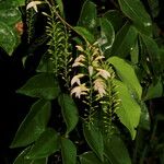 Arthroclianthus macrobotryosus Vekstform