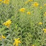 Solidago gigantea Hábito