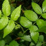 Rubus rosifolius Levél