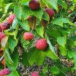 Cornus kousa Frucht