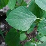 Acalypha indica برگ