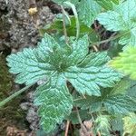 Geranium versicolor List