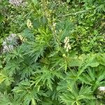 Aconitum vulparia Habit