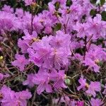 Rhododendron kiusianum Cvet