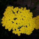 Achillea filipendulina Flower