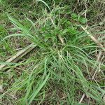 Eragrostis tenuifolia Blad