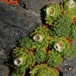 Saxifraga magellanica Beste bat