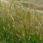 Agropyron cristatum Flower