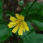 Lapsana communis Flower