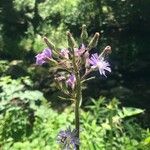 Lactuca alpina Flor