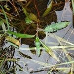 Persicaria amphibia Folha