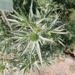 Eryngium amethystinum Liść