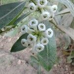 Cestrum diurnum Flower