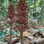 Orobanche rapum-genistae Hábito