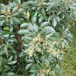 Aglaia elaeagnoidea Natur