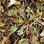 Geum canadense Blad