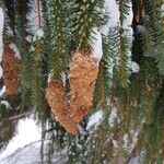 Picea abies Плод