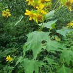 Smallanthus uvedalia Leaf